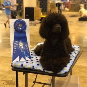 Meet your Posher, Grace